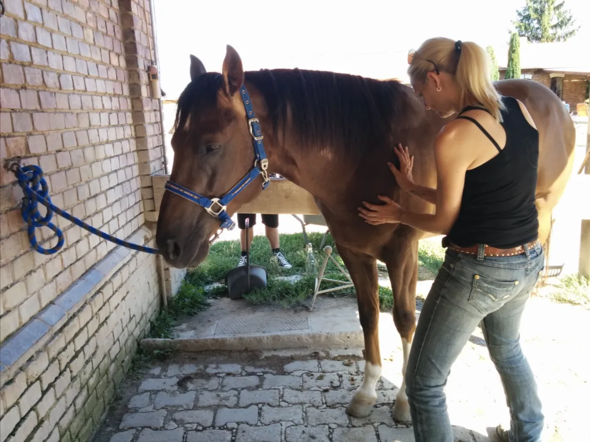 Behandlung eines Pferdes