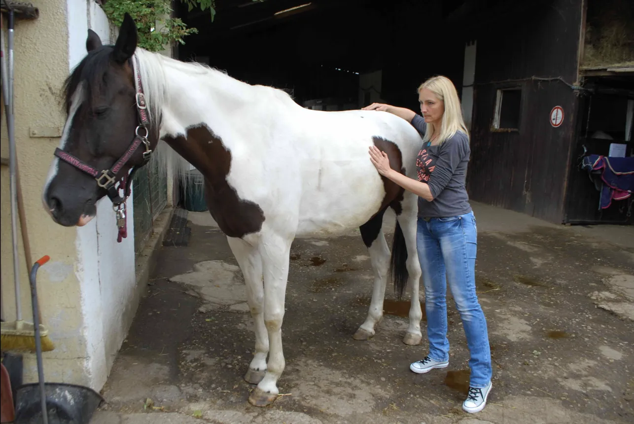 Behandlung eines Pferdes